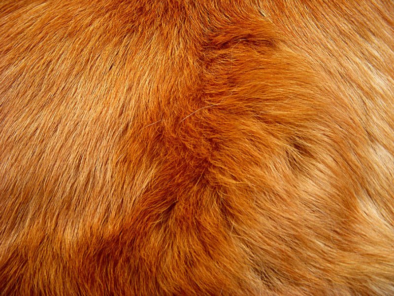 Рыжий мех