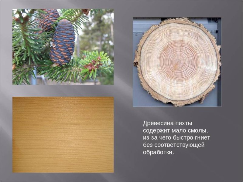 Пихта Сибирская древесина