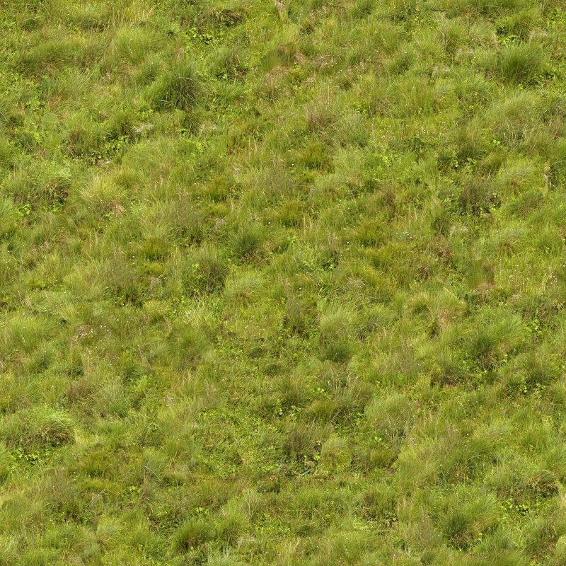 Текстура травы