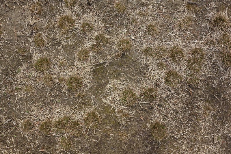 Текстура травы