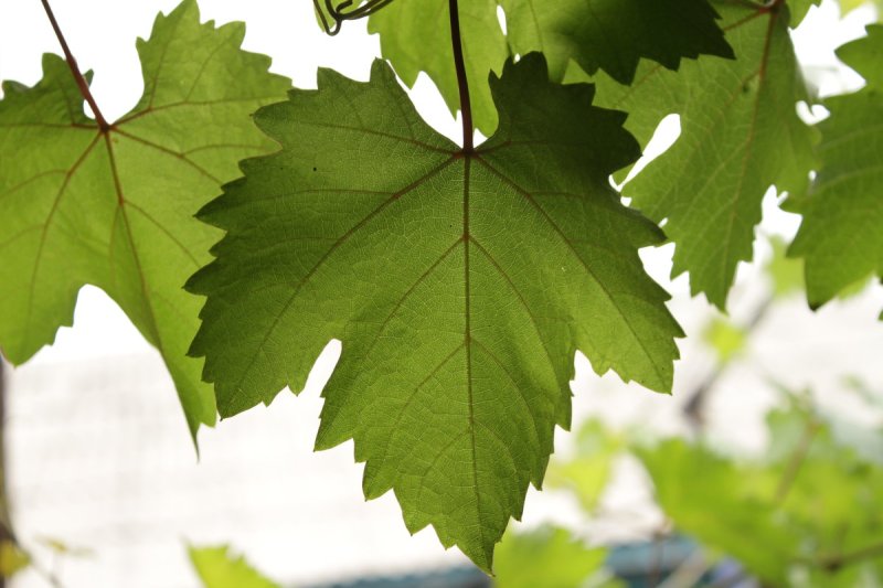 Листок винограда