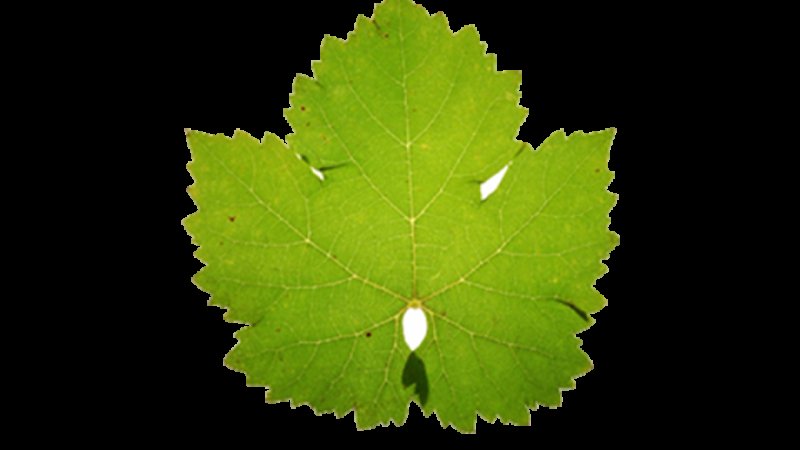 Виноградный лист