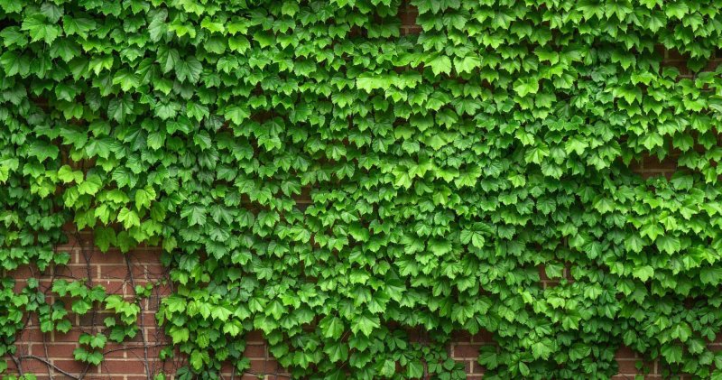 Виноград девичий-плющ обыкновенный