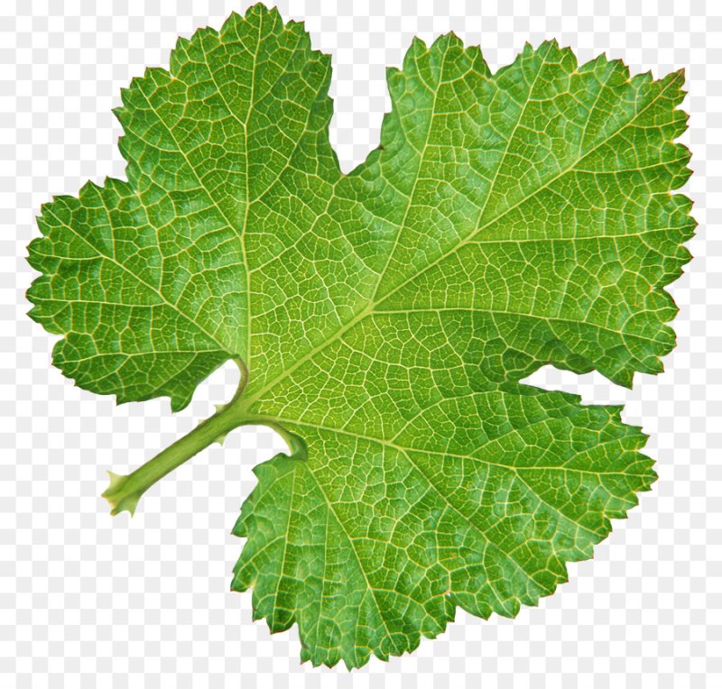 Виноградный лист