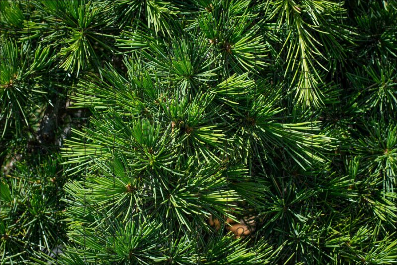 Сосна Сибирская кедр Сибирский