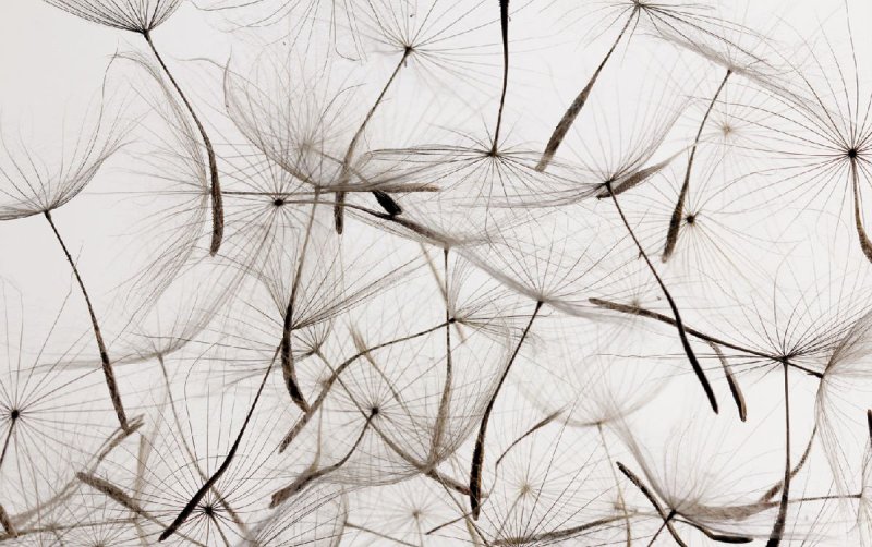 Фреска одуванчики