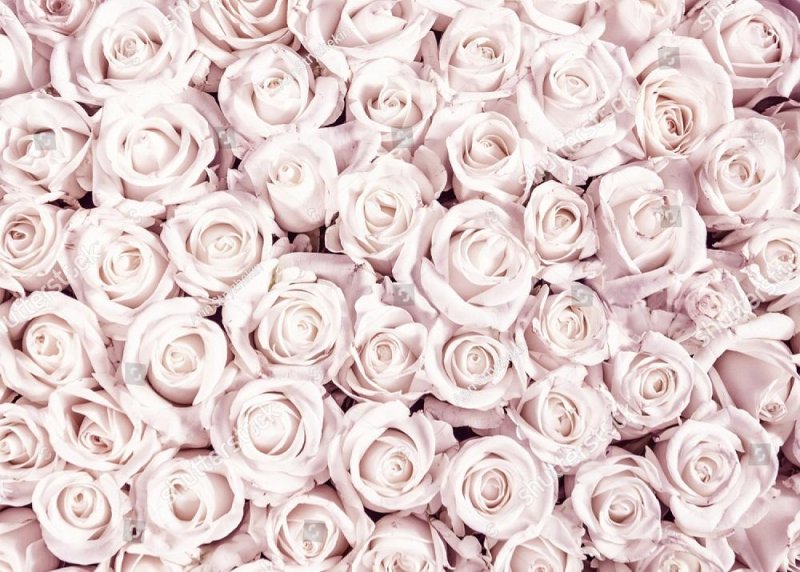 Роза на белом фоне