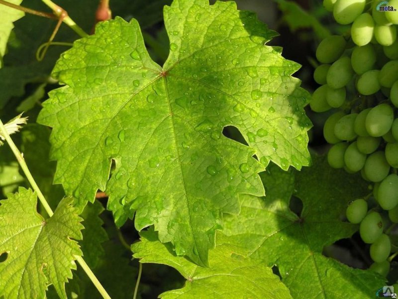 Виноград Августин