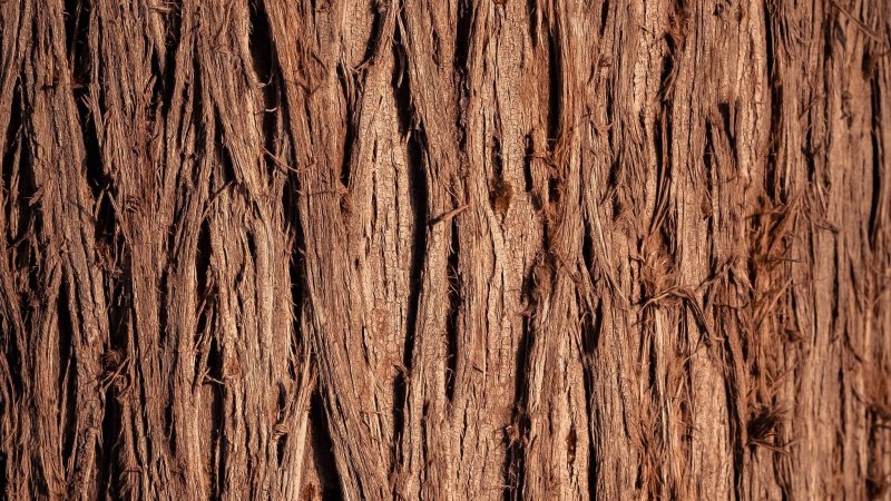 Бороздчатая кора