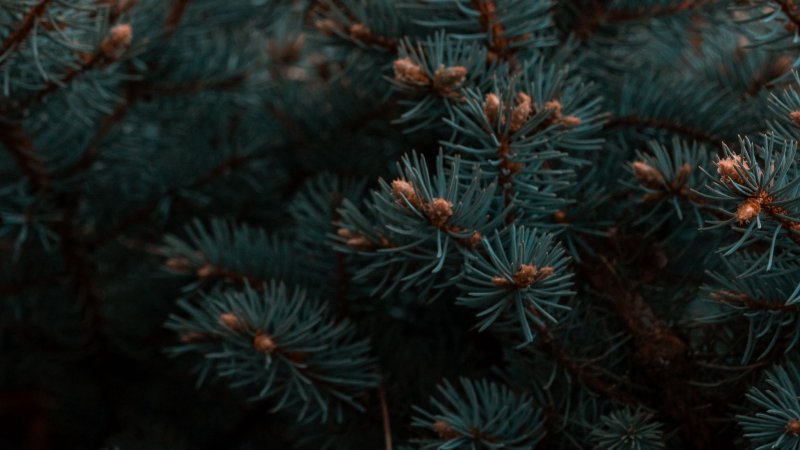 Голубая ель хвоя