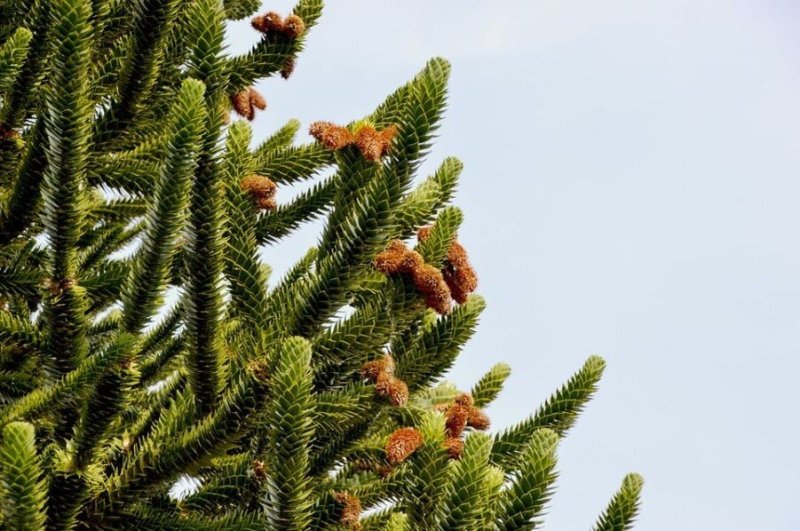 Чилийская пихта