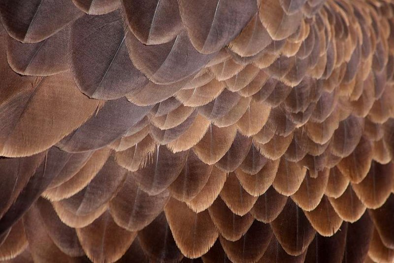 Коричневые перья