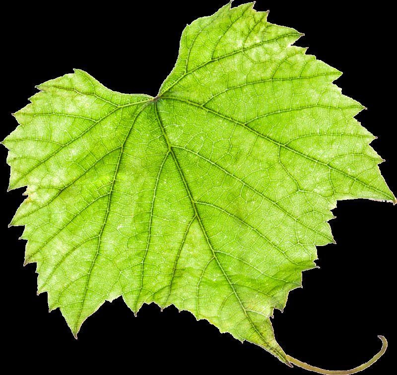 Лист винограда
