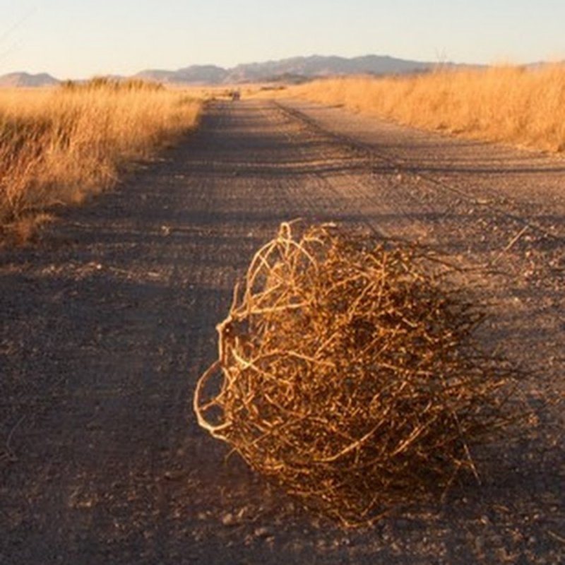 Перекати-поле 2020