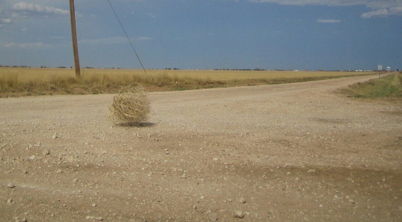 Перекати поле в пустыни