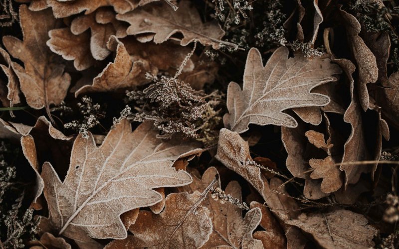 Дубовый лист