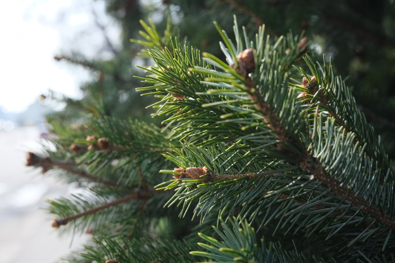 Хвоя Эстетика