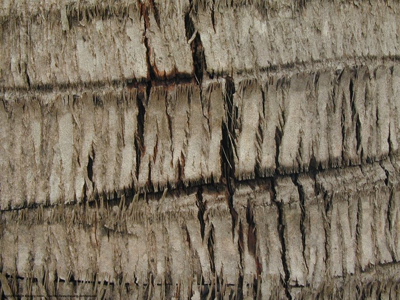 Текстура ствола пальмы