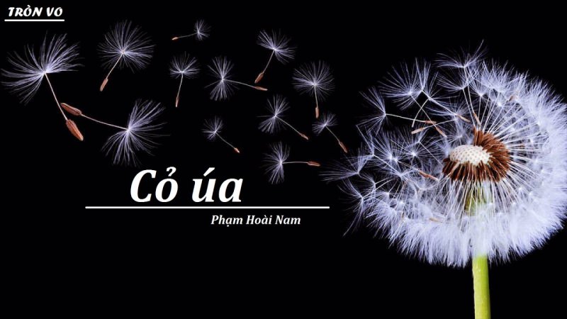 Одуванчик на темном фоне