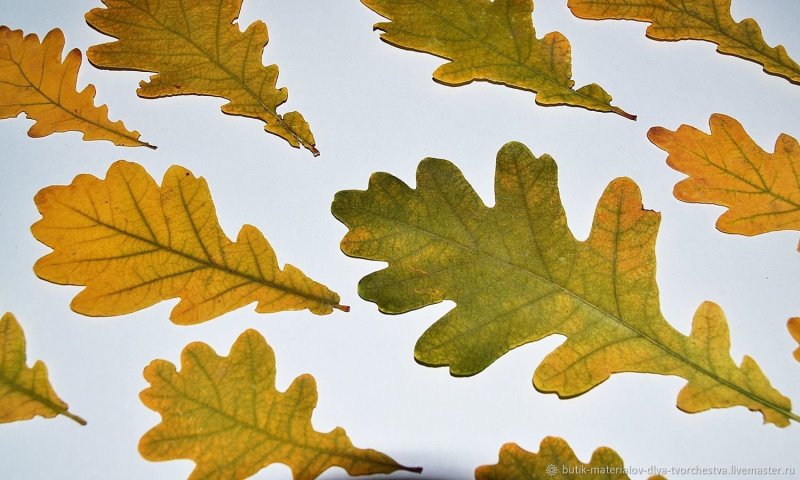 Дубовый лист