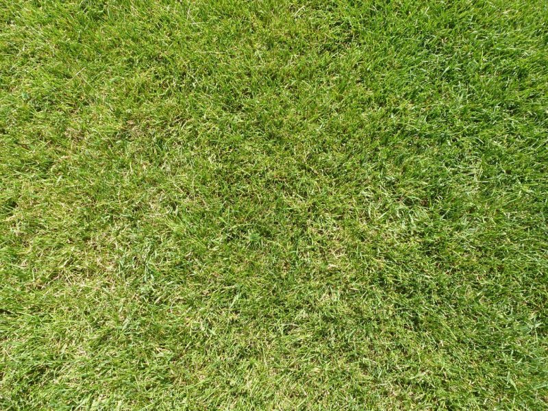 Текстура травы бесшовная