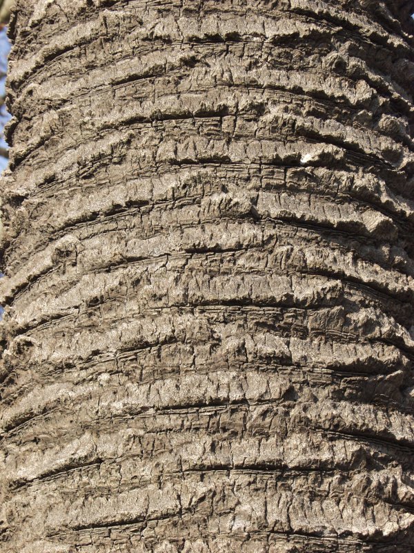 Кора пальмы