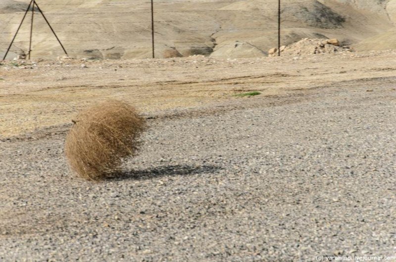 Перекати-поле растение