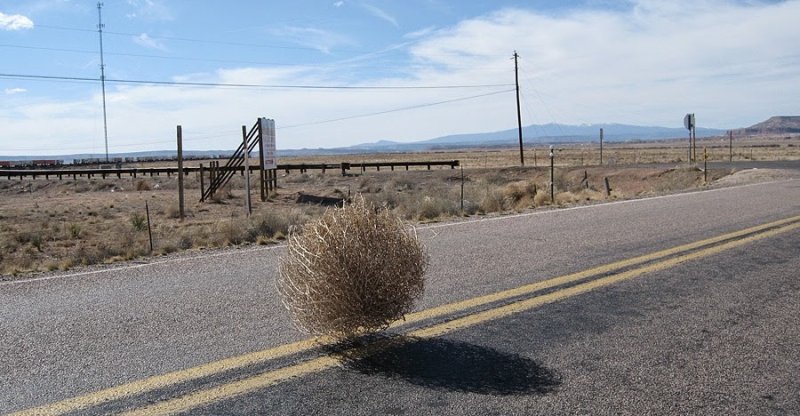 Перекати-поле (1999)