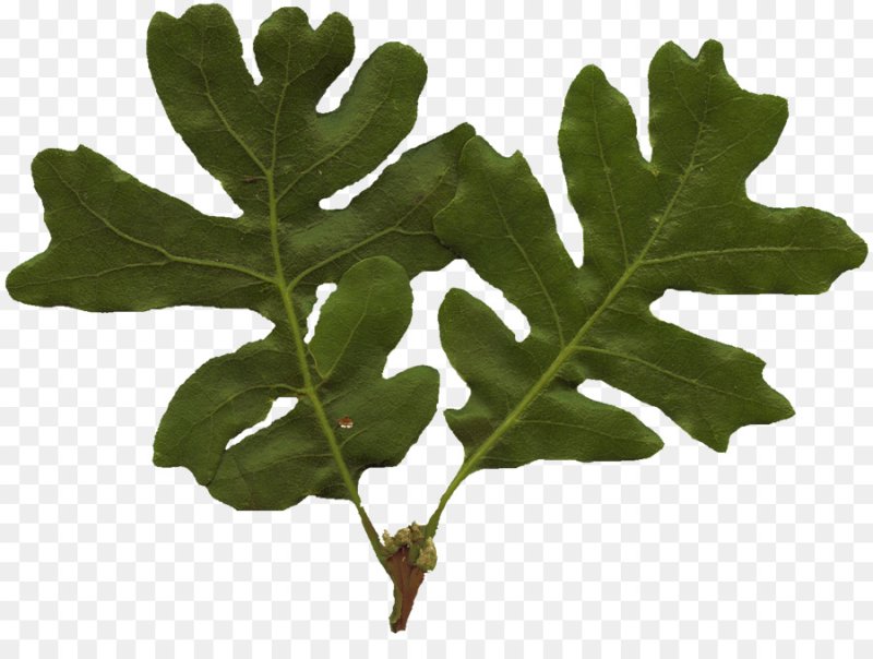 Дубовый лист