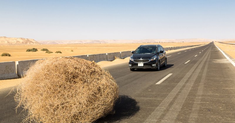 Растения пустыни перекати поле