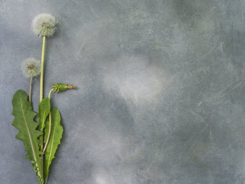 Одуванчики на сером фоне
