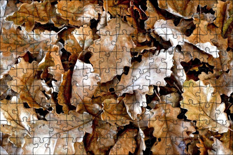 Сухой дубовый лист