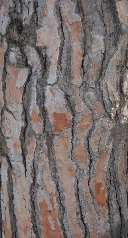 Кора дерева акварелью