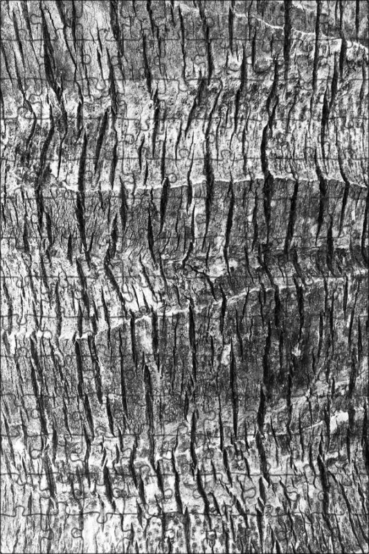 Текстура ствола пальмы