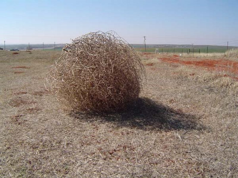 Степное растение перекати-поле