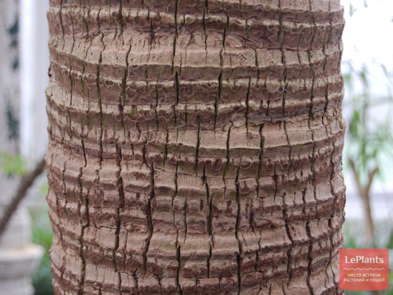 Livistona chinensis