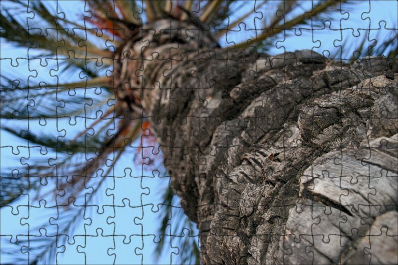 Кора пальмы