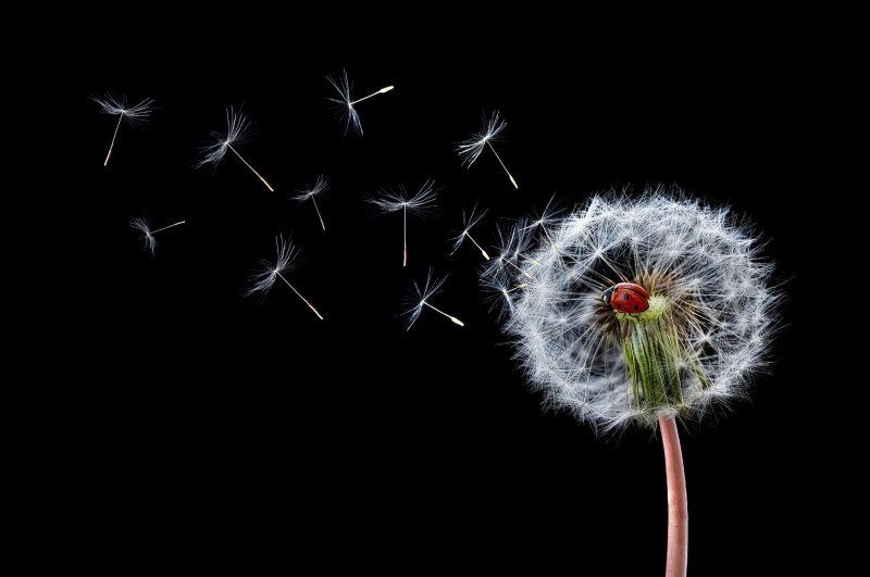 Одуванчик на темном фоне