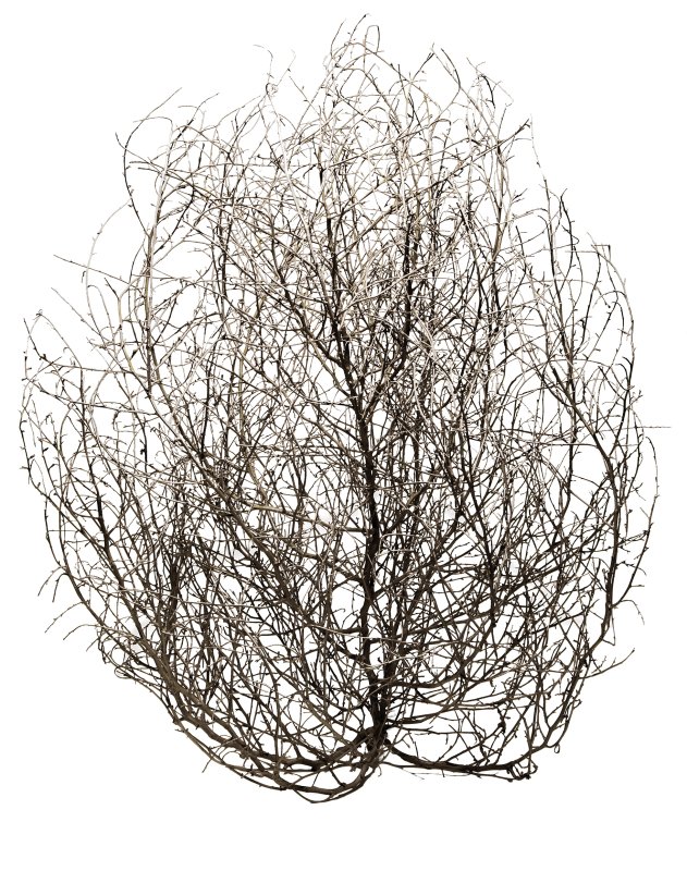 Куст перекати поле