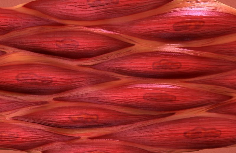 Мышечная ткань текстура