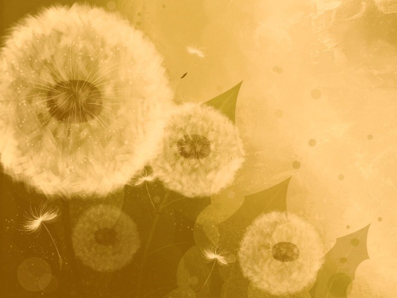 Красивый фон с одуванчиками