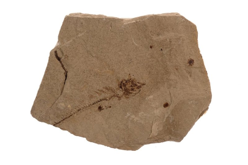 Алевролит Горная порода