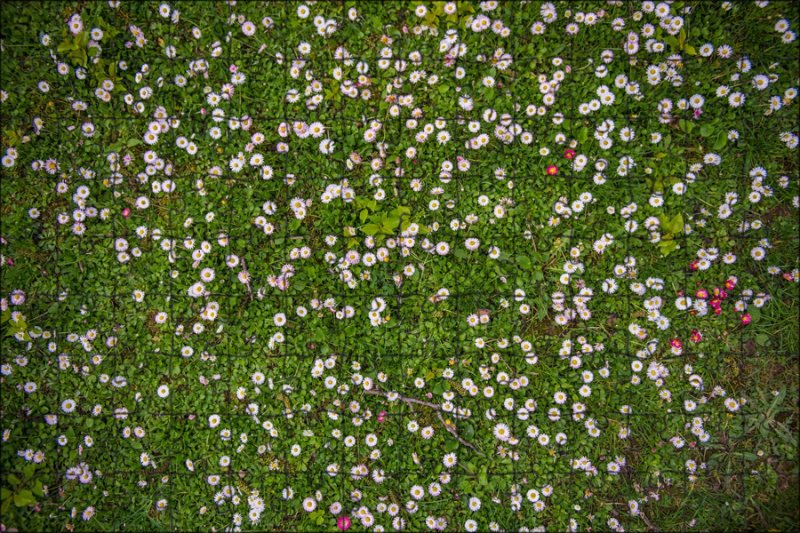 Мавританский газон Клевер