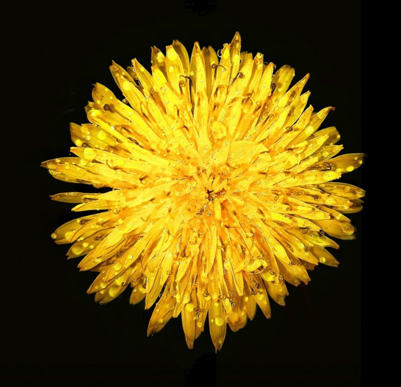 Лемон дроп Хризантема