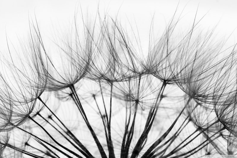 Красивые Абстракции черно белые