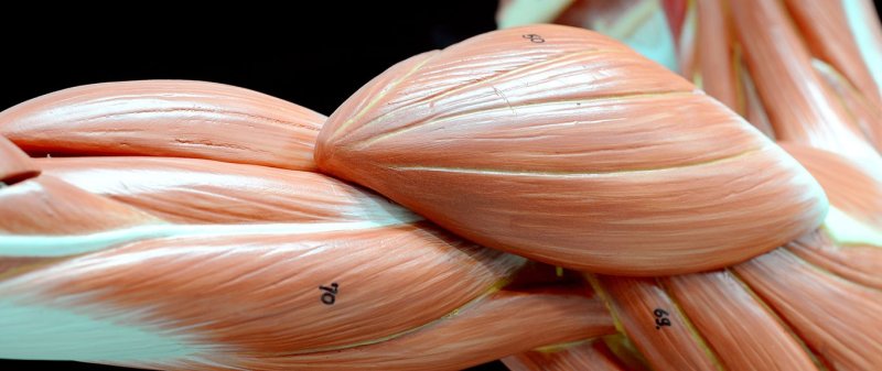 Текстура мышц