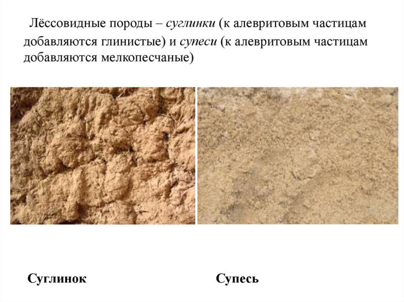 Супесь лессовидная
