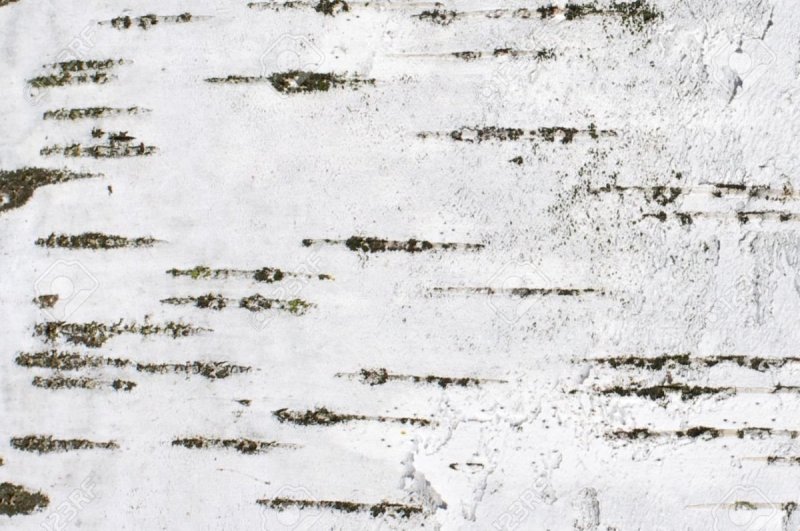 Береста кора березы