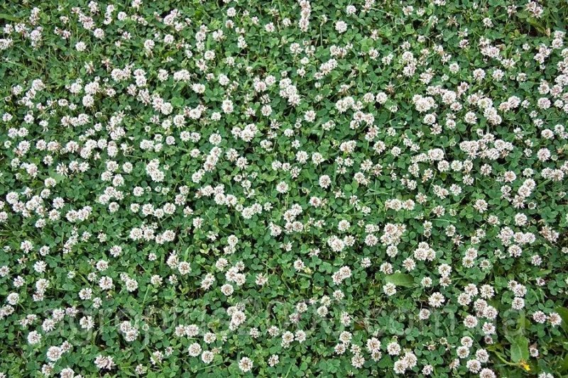 Клевер белый Ривендел