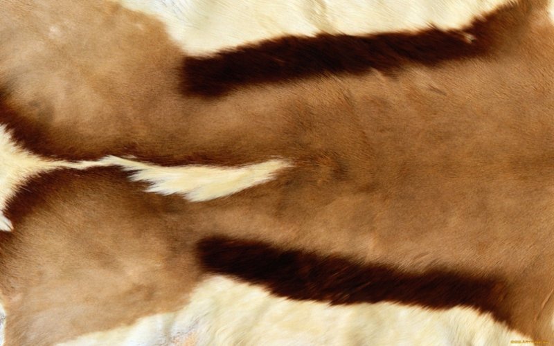 Шкуры животных